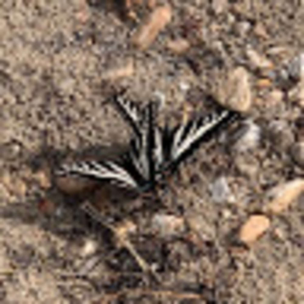 Meet your Posher, Harriet